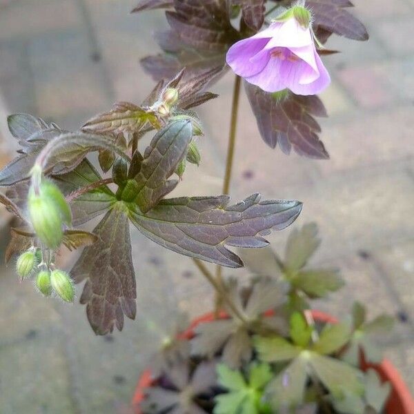 Geranium maculatum Кветка