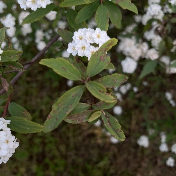 Spiraea cantoniensis Liść