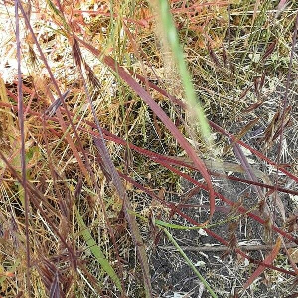 Bromus diandrus 形態