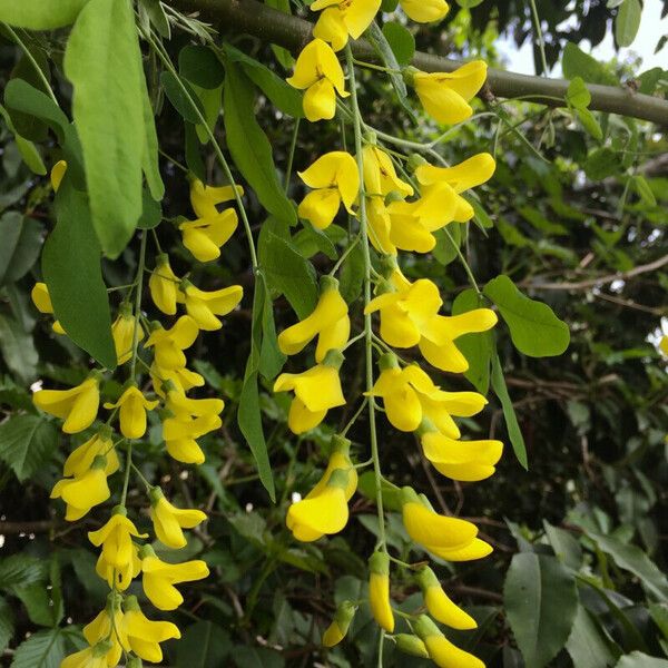 Laburnum anagyroides Flower