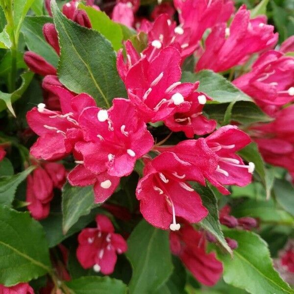 Weigela florida 花