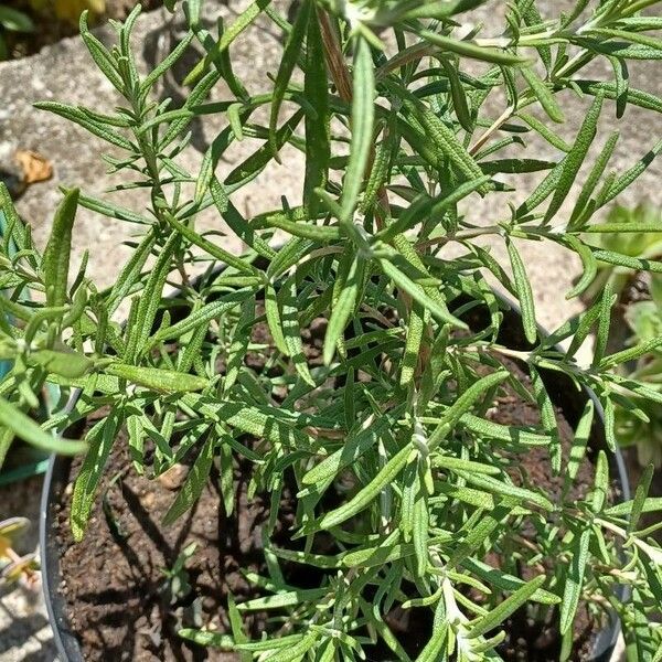 Trichostema parishii List