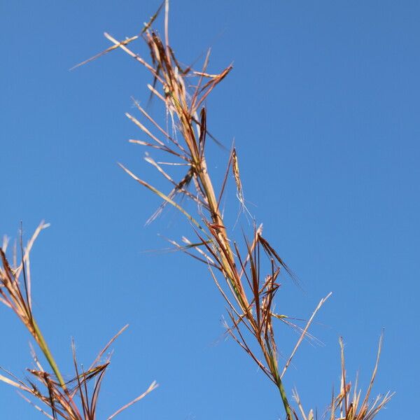 Themeda quadrivalvis ᱡᱚ