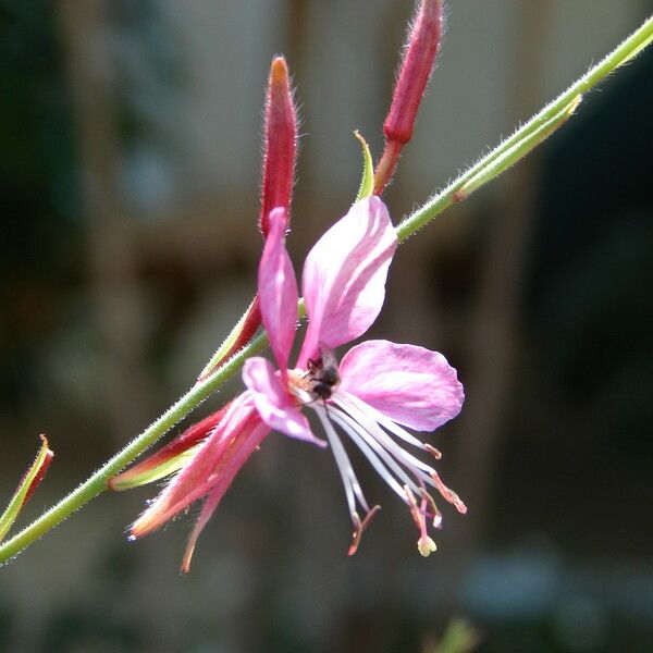 Gaura lindheimeri 花