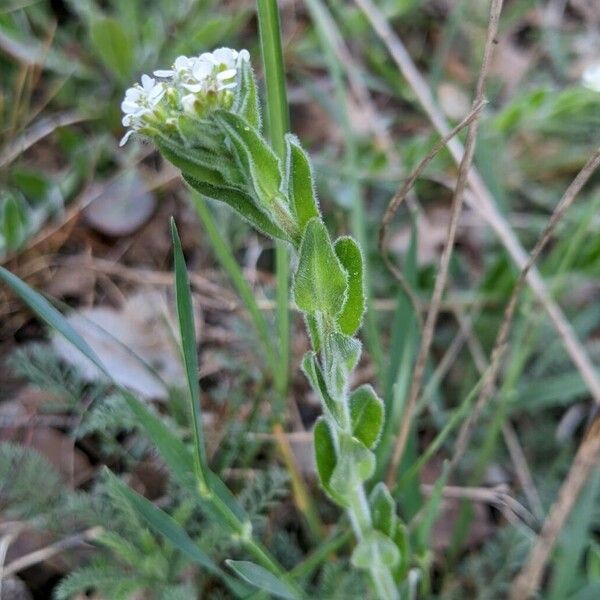 Lepidium hirtum Bark