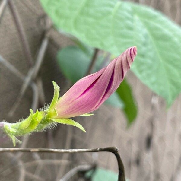 Ipomoea nil Flower