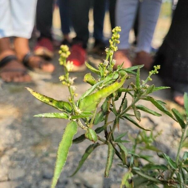 Croton bonplandianus Lapas