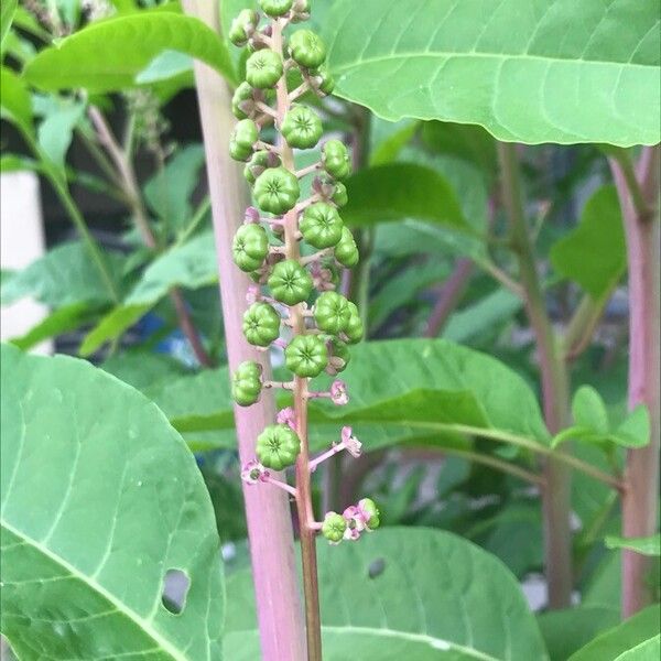 Phytolacca americana Fruit