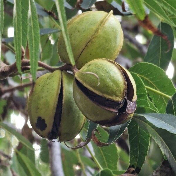 Carya illinoinensis Ovoce