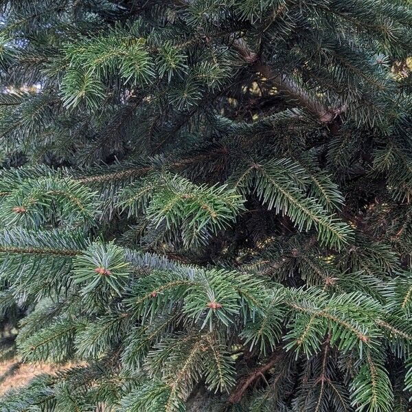 Abies nordmanniana Folha