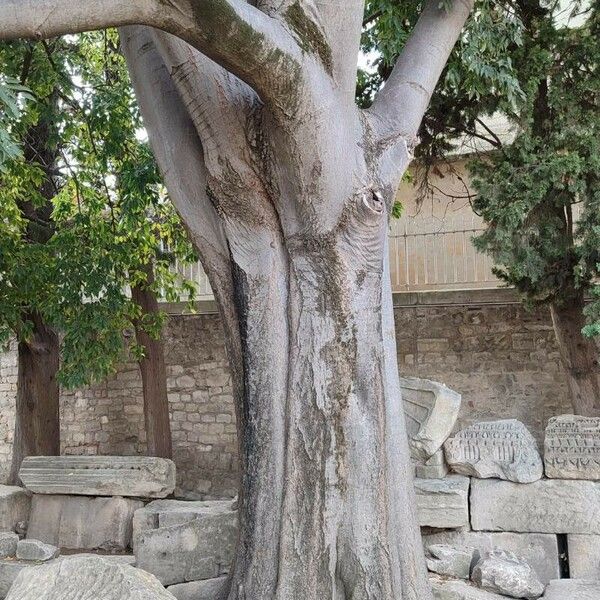 Celtis australis Kůra