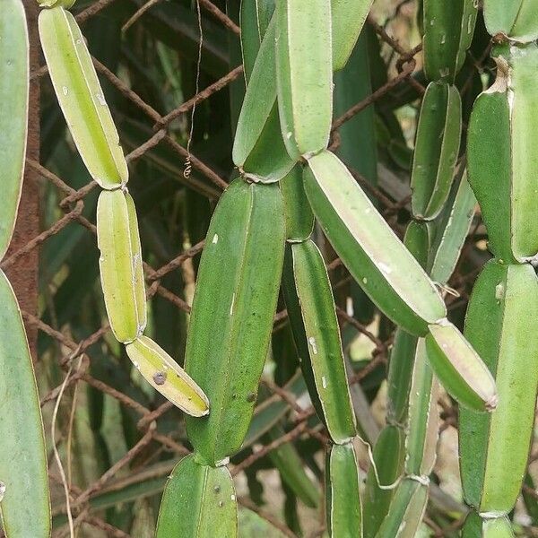 Cissus quadrangularis Kaarna