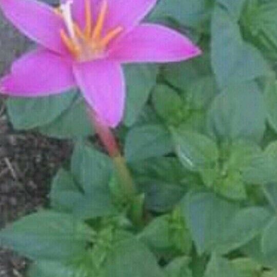 Zephyranthes carinata Leaf