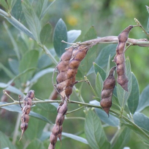 Cajanus cajan Fruit