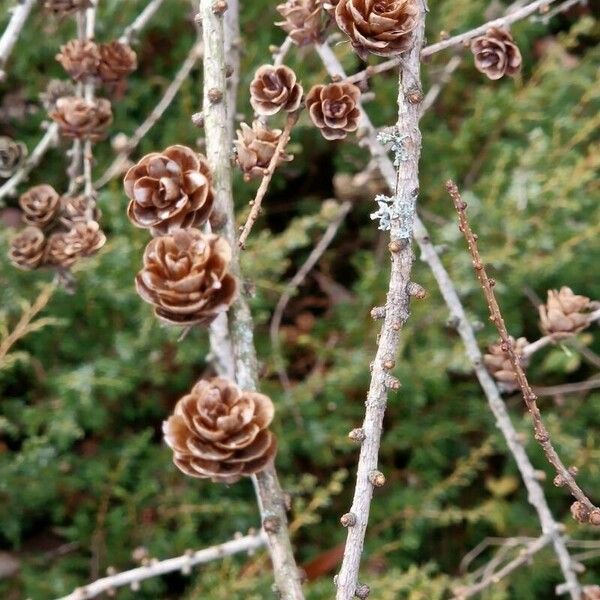 Larix decidua Fruit