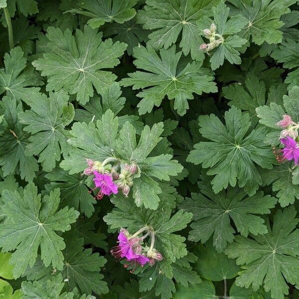 Geranium macrorrhizum Habit