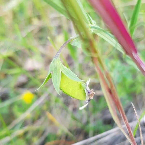 Lathyrus cicera Vaisius