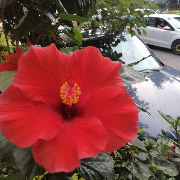 Hibiscus fragilis Flor