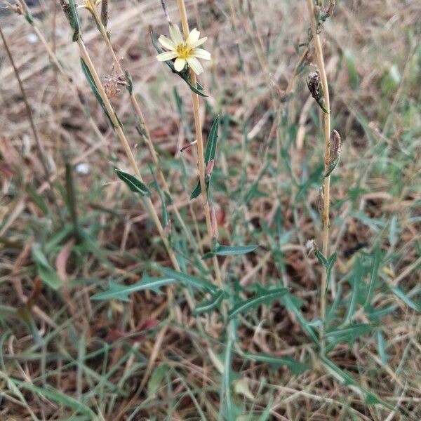 Lactuca saligna Flor