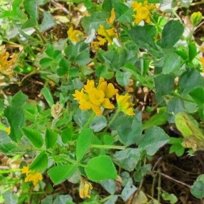 Medicago soleirolii Flower