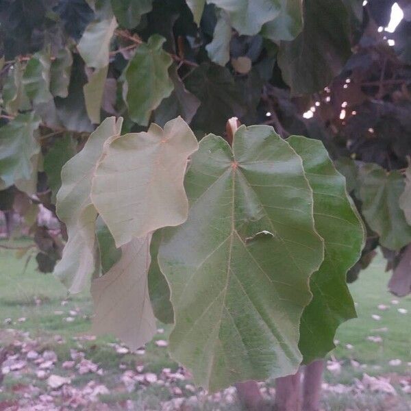 Pterospermum acerifolium Leaf