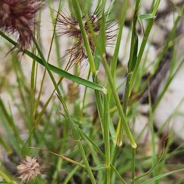 Cenchrus ciliaris Кора