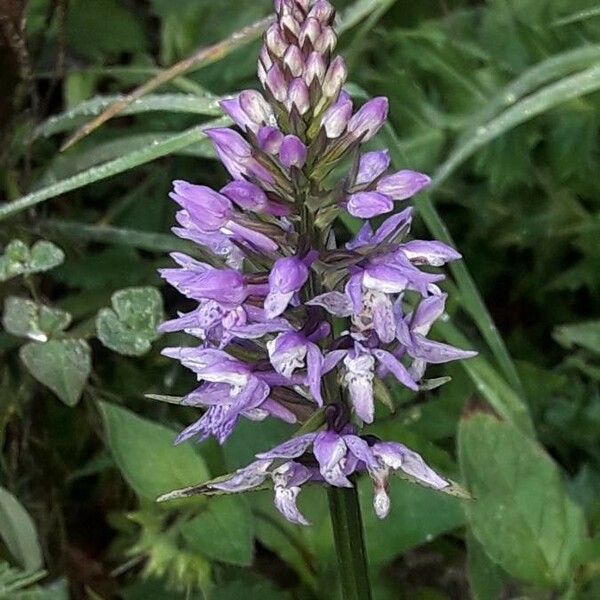 Dactylorhiza fuchsii Blomma