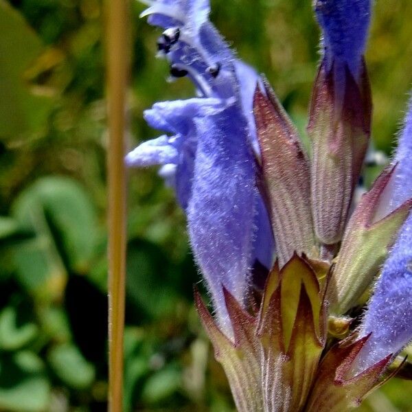 Dracocephalum ruyschiana Anders