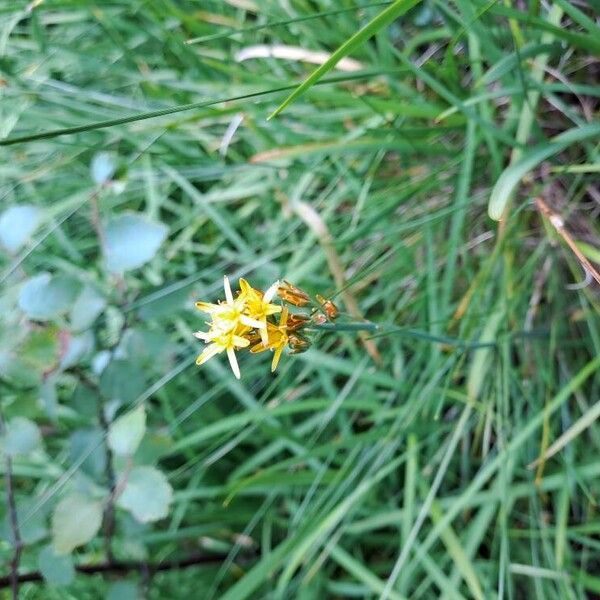 Narthecium ossifragum Flower