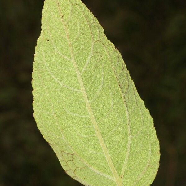 Clibadium surinamense 葉