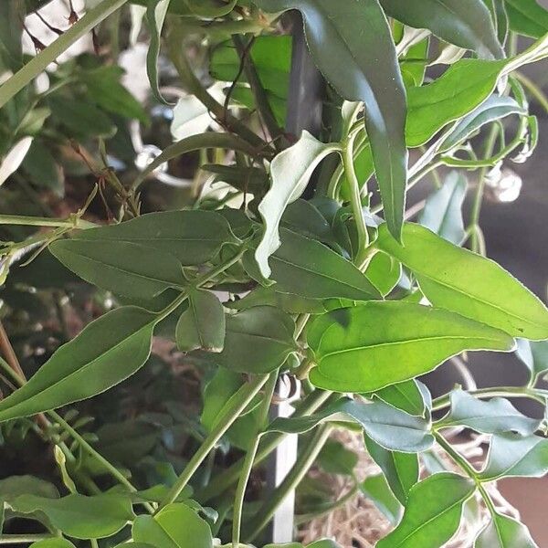 Jasminum polyanthum Blad