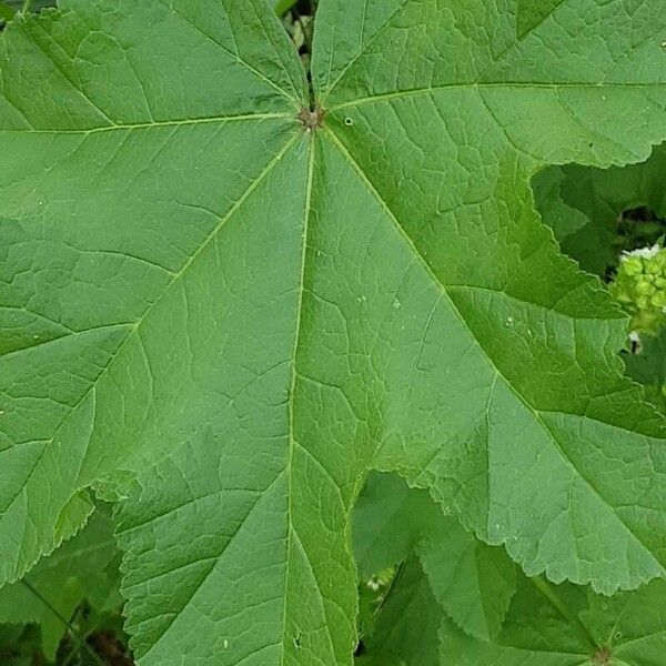 Malva parviflora পাতা