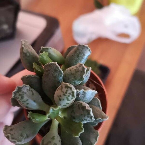 Adromischus cooperi Leaf