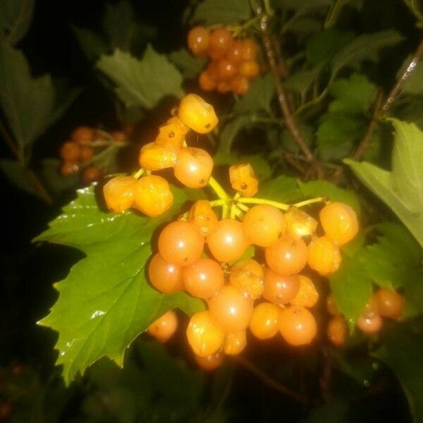 Viburnum opulus ᱡᱚ