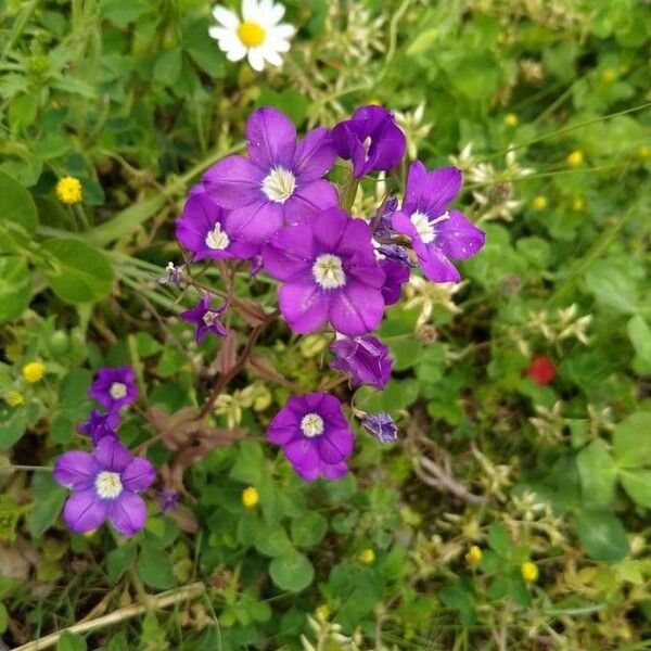 Legousia speculum-veneris Floare