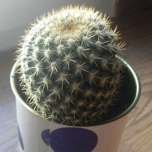 Echinocereus pectinatus Leaf