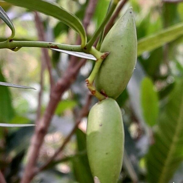 Secamone ligustrifolia Fruit