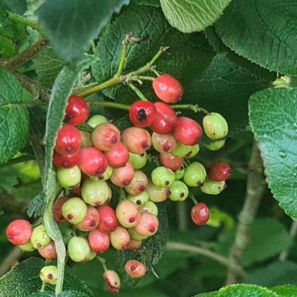 Viburnum lantana 果實