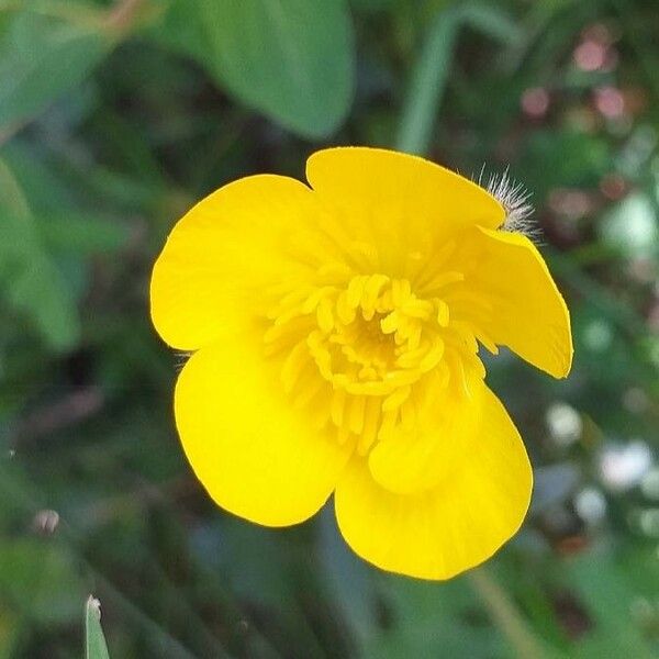 Ranunculus bulbosus Flor