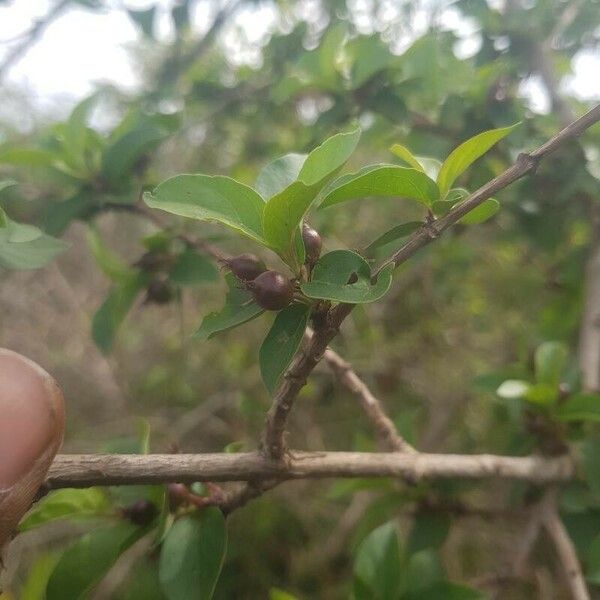 Feretia apodanthera Fruit