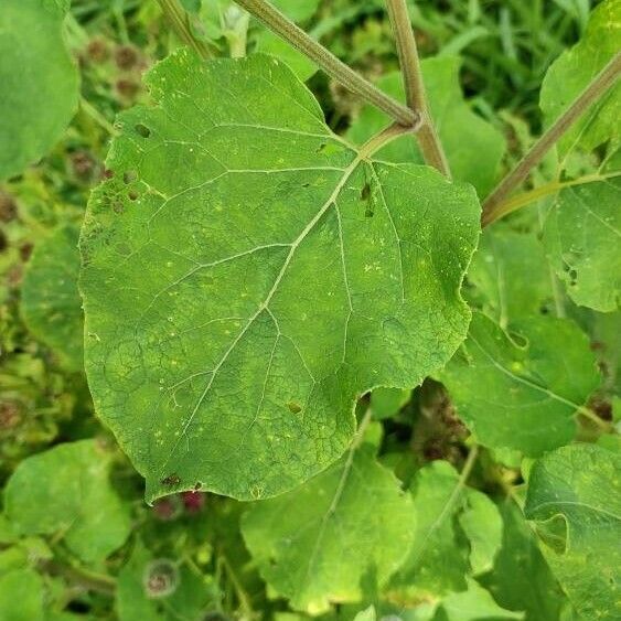Arctium tomentosum Leaf