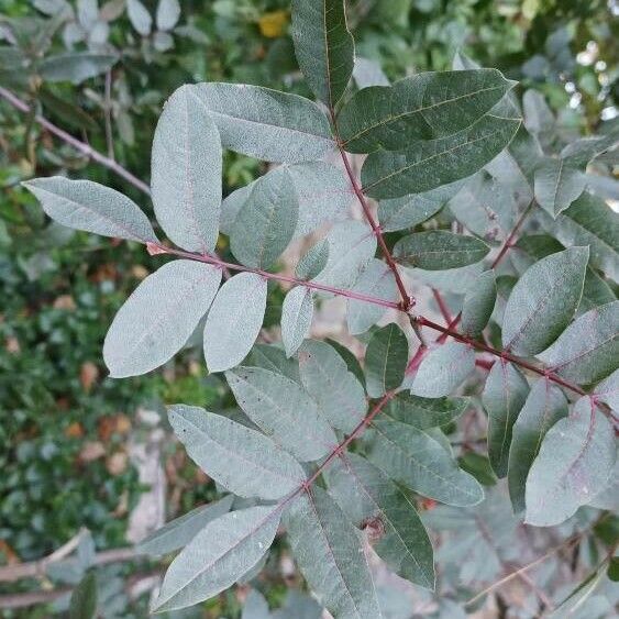 Pistacia terebinthus Hoja