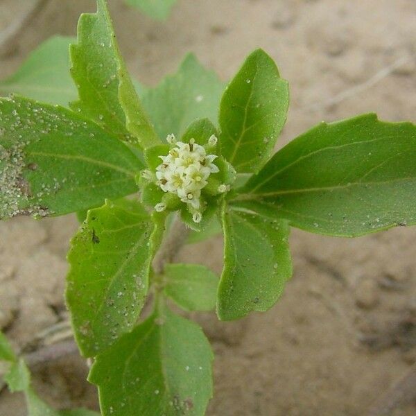 Acanthospermum australe Kwiat