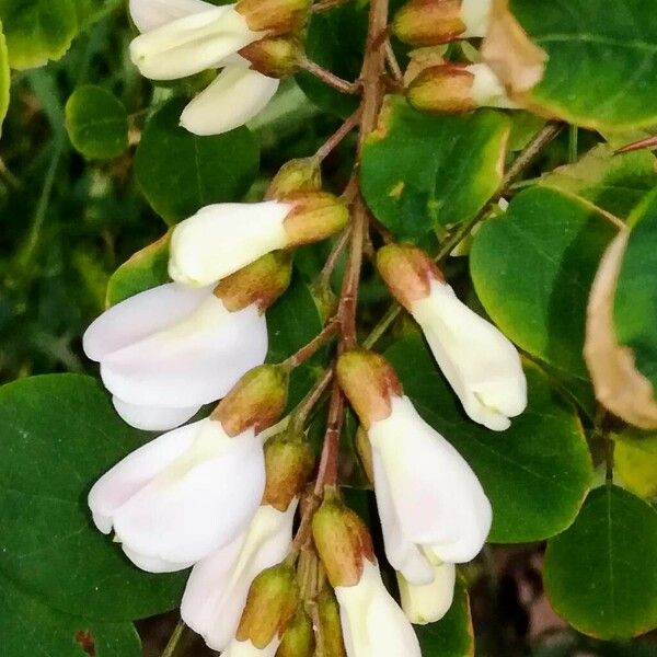 Robinia pseudoacacia Кветка