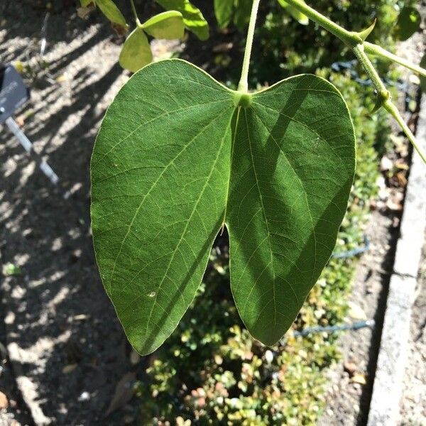 Bauhinia forficata Folha