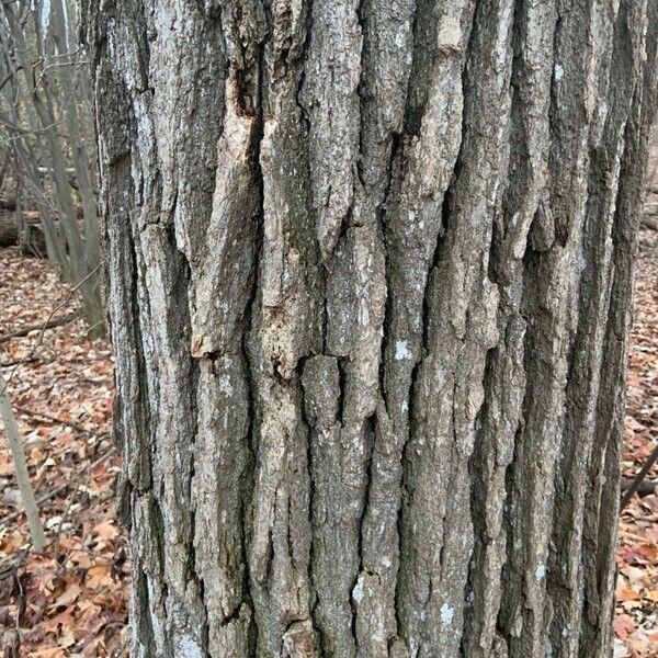 Quercus macrocarpa Кора