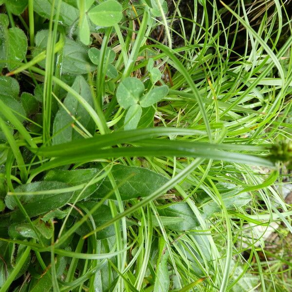 Carex echinata Feuille
