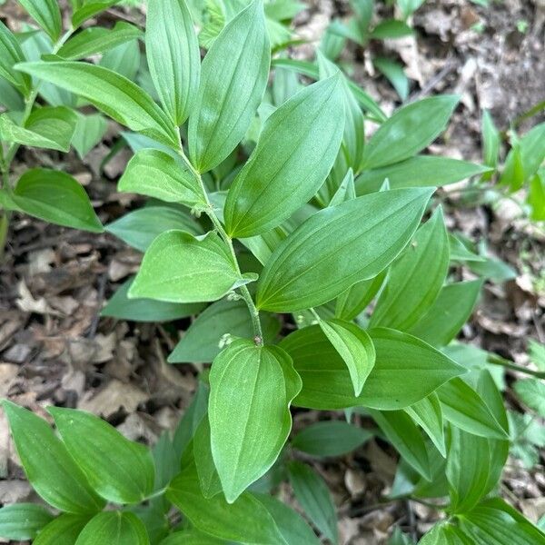 Polygonatum latifolium Лист