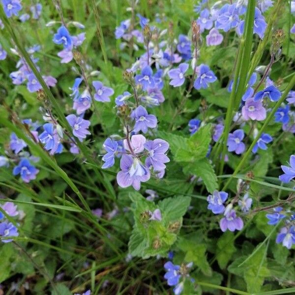 Veronica chamaedrys Floare