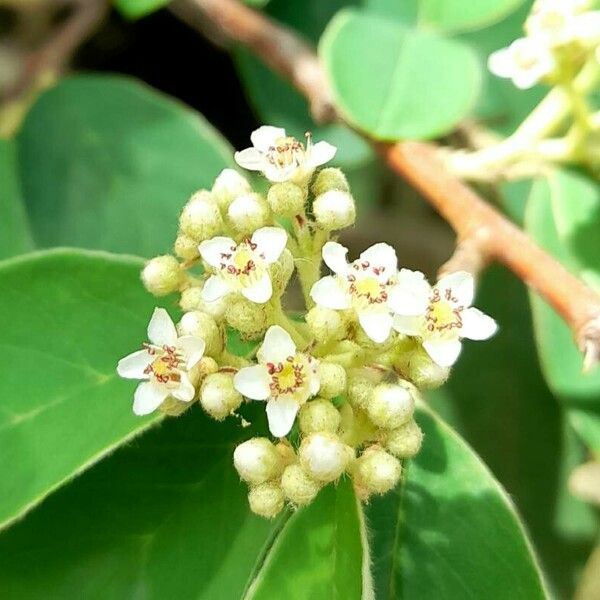 Cotoneaster pannosus 花